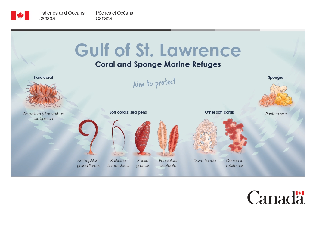 Gulf of St. Lawrence Coral and Sponge Marine Refuges postcard