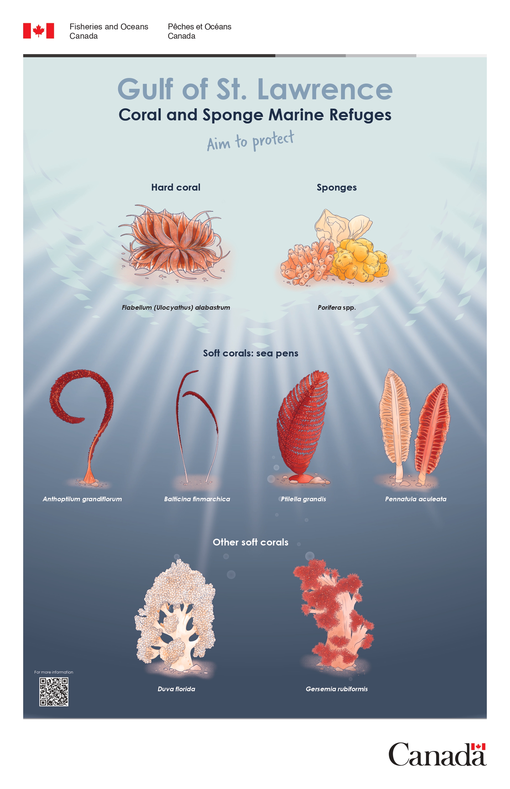 Infographic: Gulf of St. Lawrence Coral and Sponge Marine Refuges poster