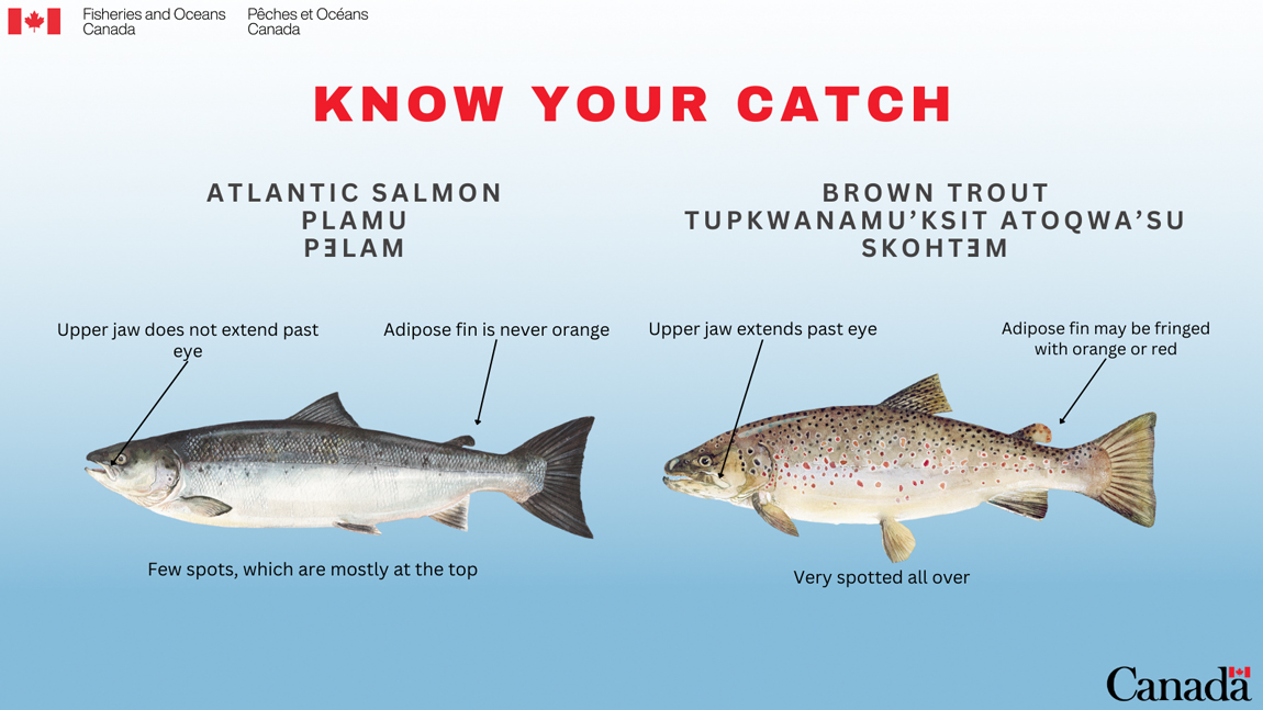 Know your catch: The differences between Atlantic salmon and brown