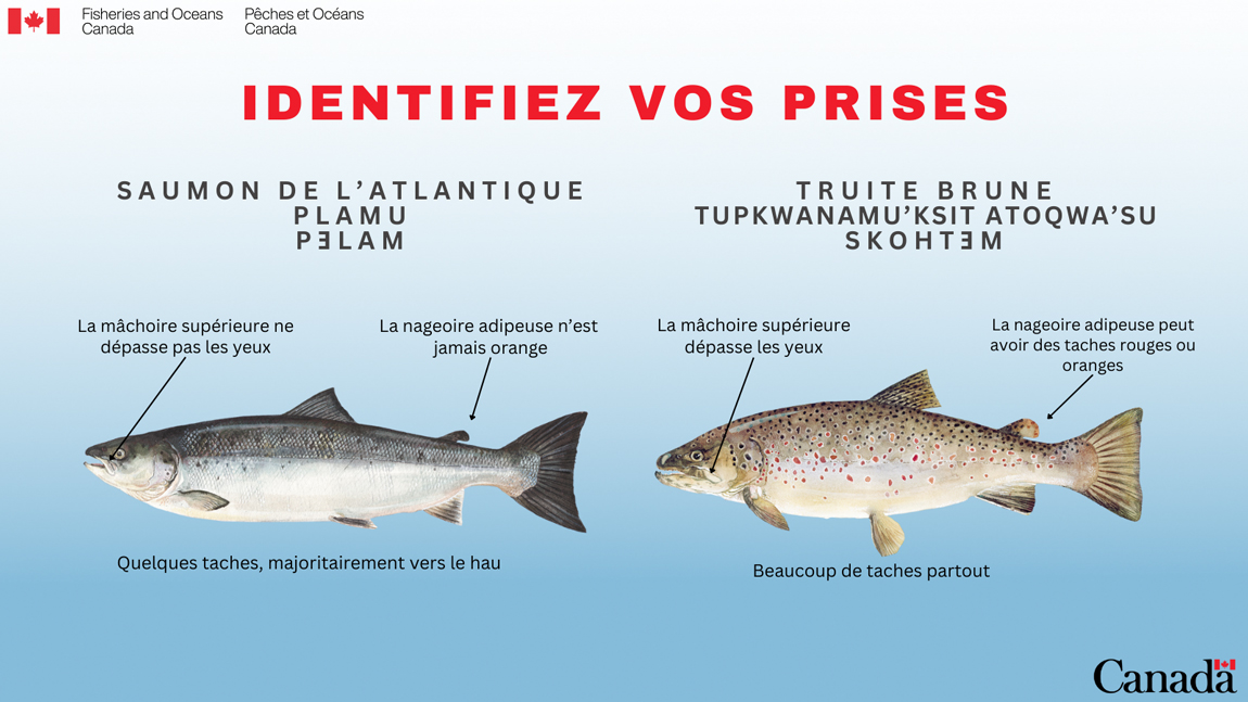 Infographic:Différences entre le saumon de l'Atlantique et la truite brune
