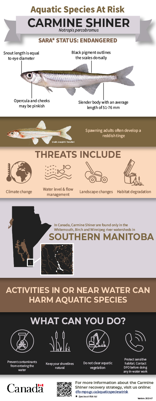 Infographic: Aquatic Species at Risk, Carmine Shiner (Notropis percobromus)