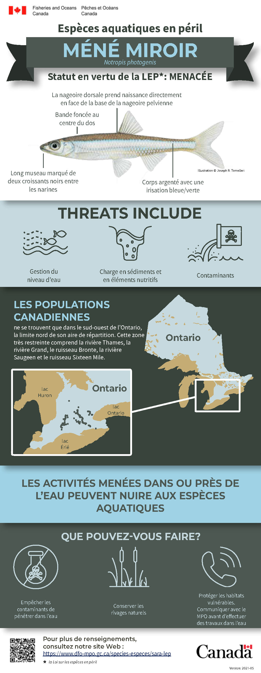 Infographie : Espèces aquatiques en péril, méné-miroir (Notropis photogenis)