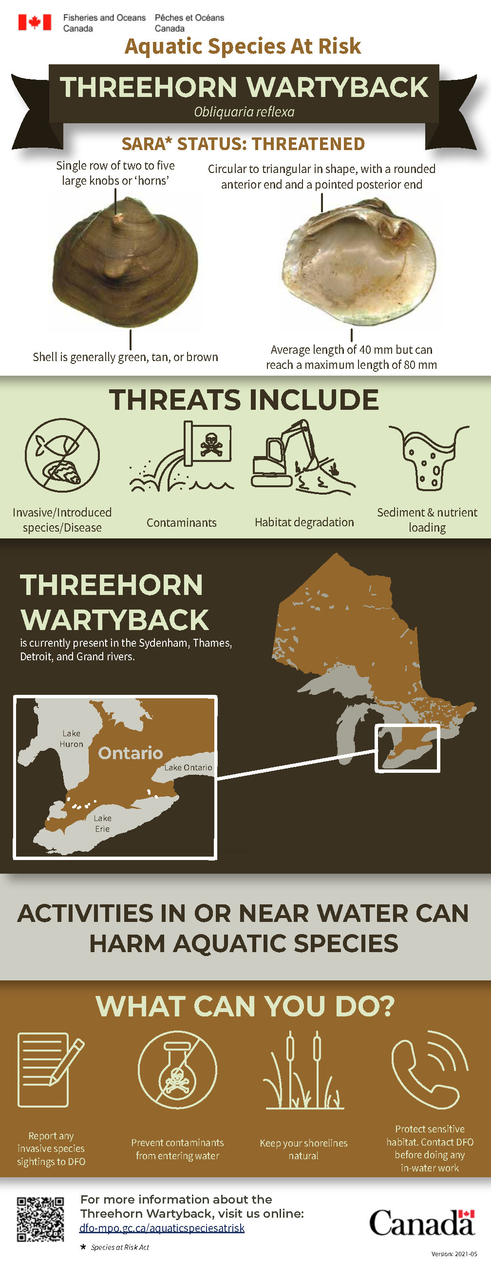 Infographic: Aquatic Species at Risk, Threehorn Wartyback (Obliquaria reflexa)