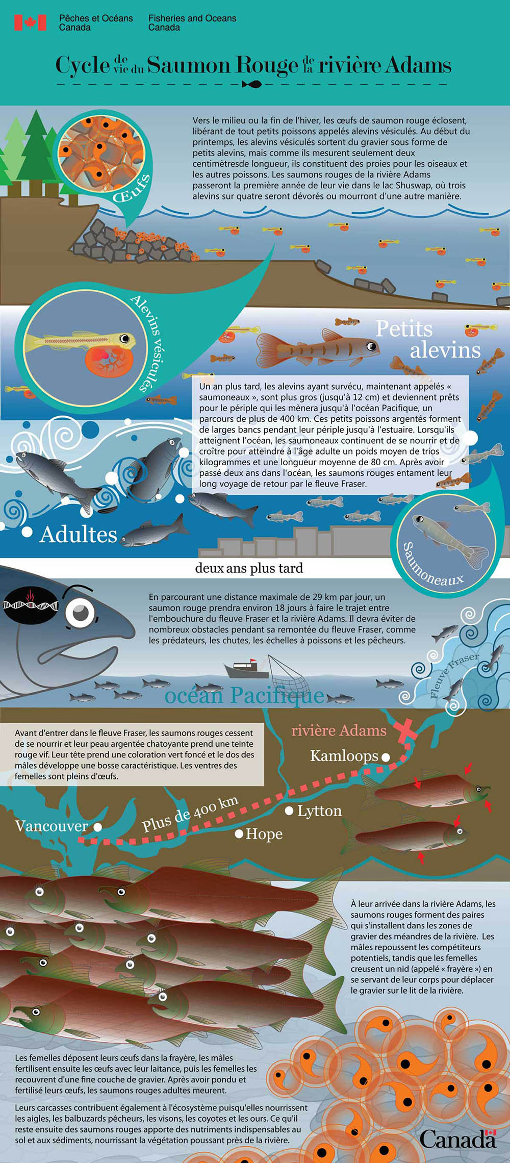 Infographie : Cycle de vie du saumon rouge de la rivière Adams