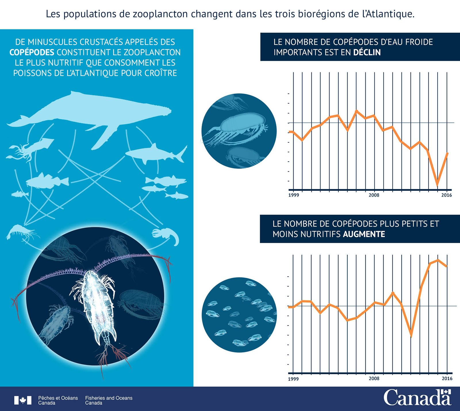 Infographie : Le zooplancton nutritif diminue