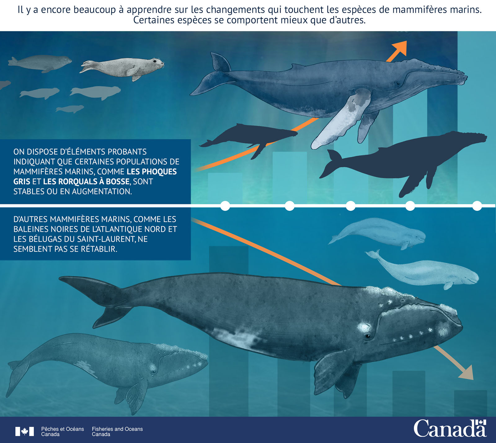 Infographie : Le nombre de mammifères marins augmente et diminue