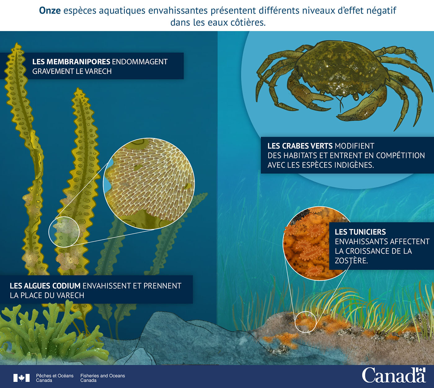 Infographie : Des espèces aquatiques envahissantes sont arrivées