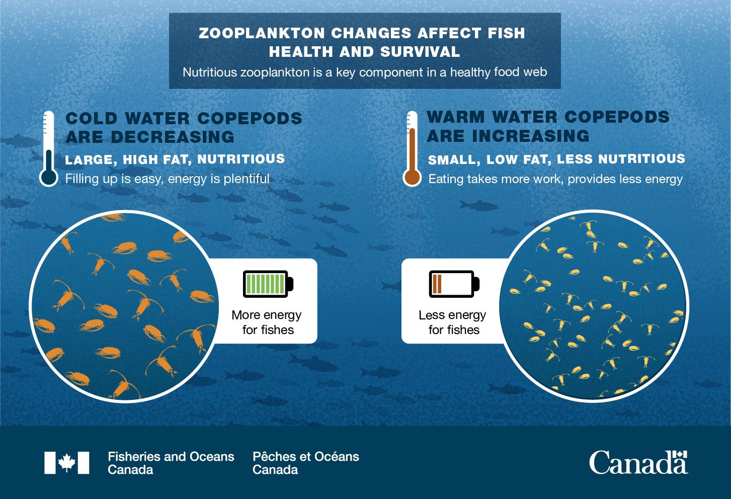 Infographic: Zooplankton changes affect fish health and survival