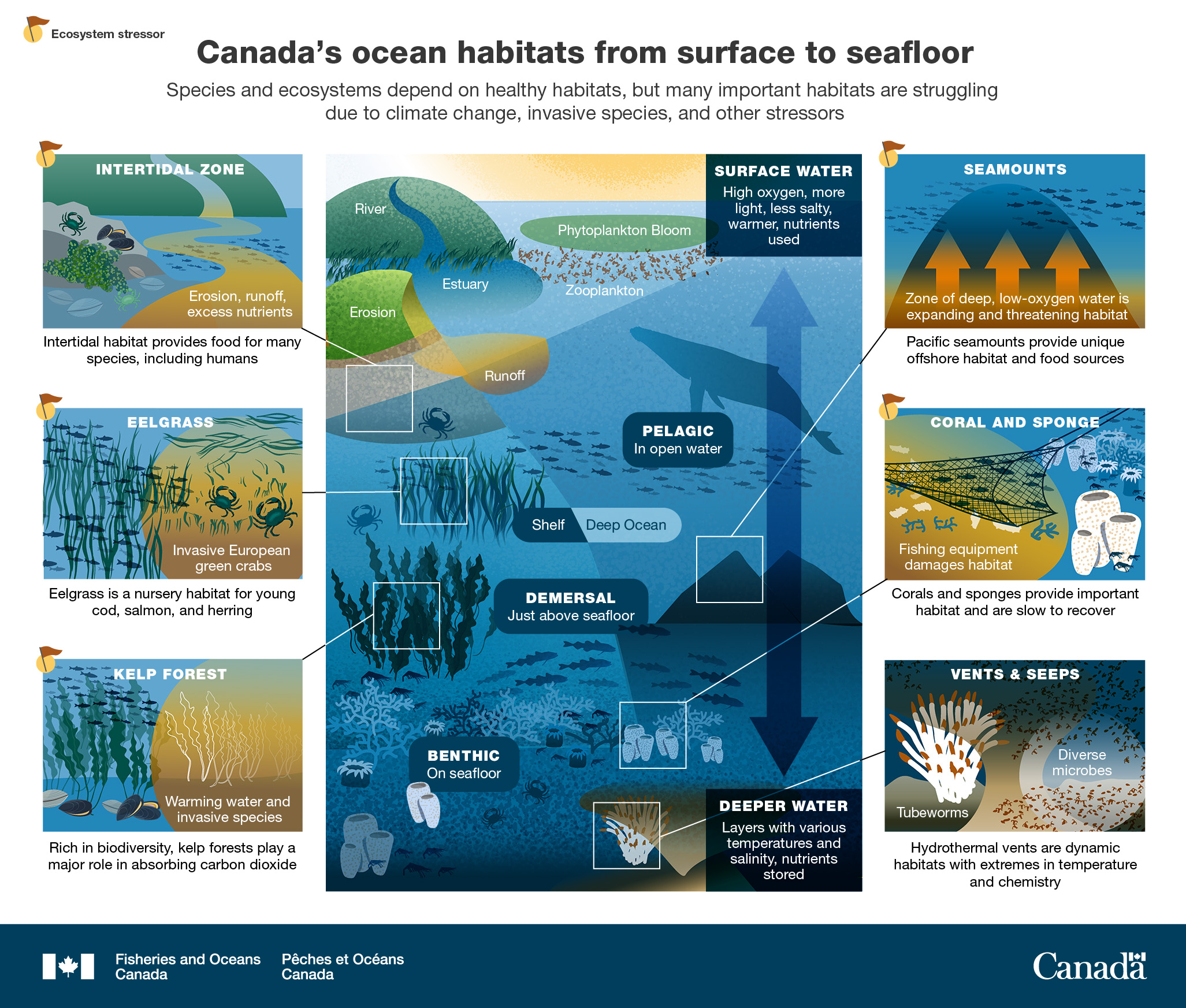 Infographic: Canada's ocean habitats from surface to seafloor