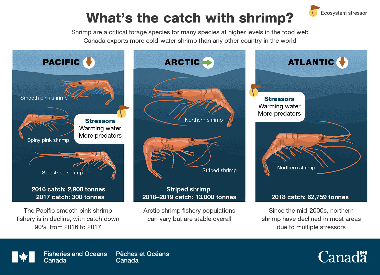 Infographic: What's the catch with shrimp