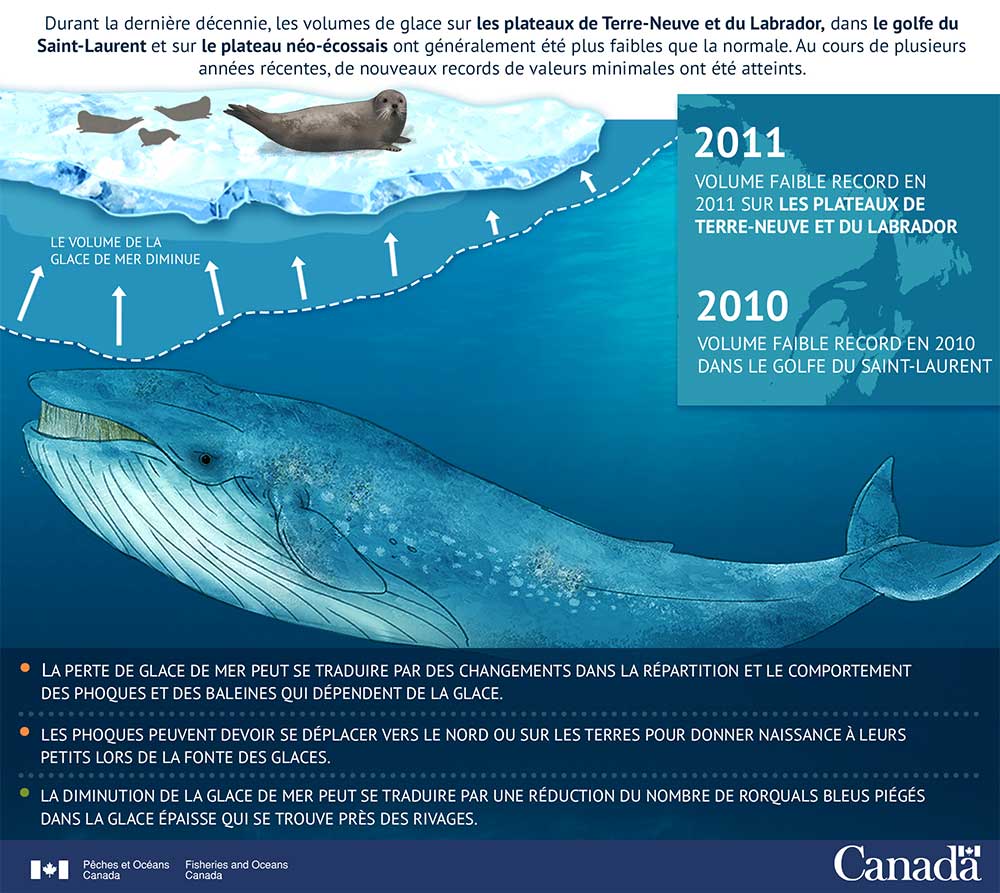 Infographie : La glace de mer diminue