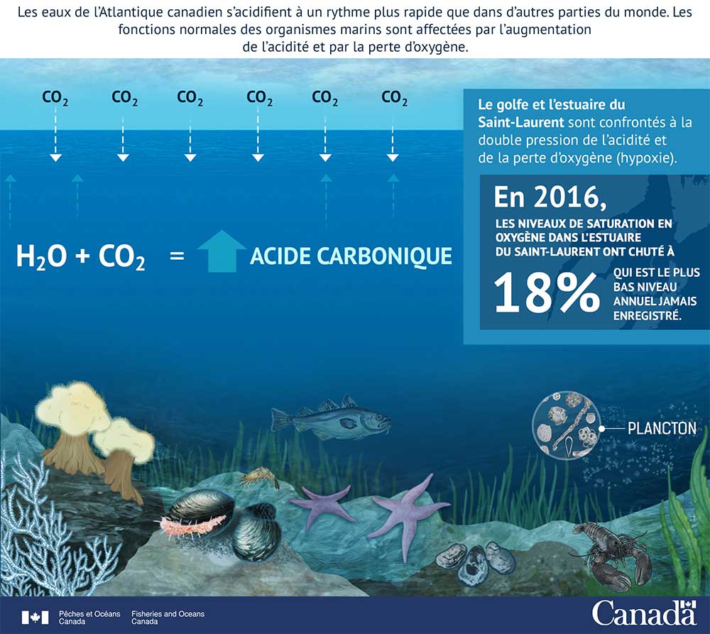 Infographie : L'acidité augmente