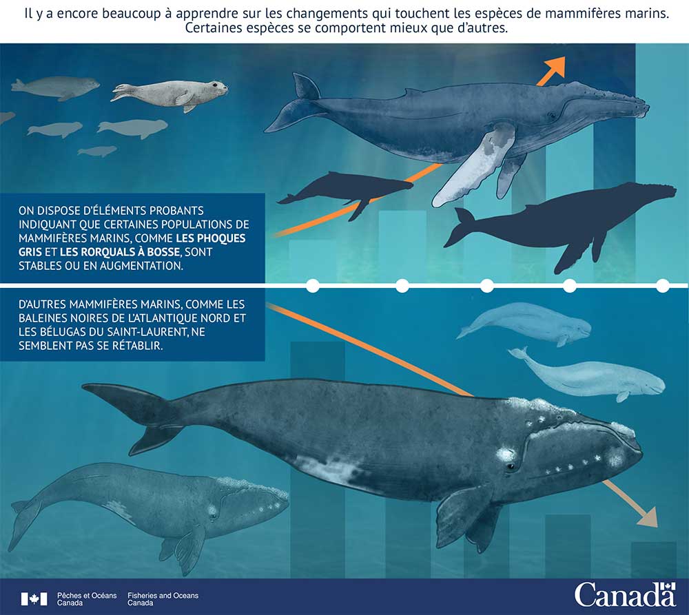 Infographie : Le nombre de mammifères marins augmente et diminue