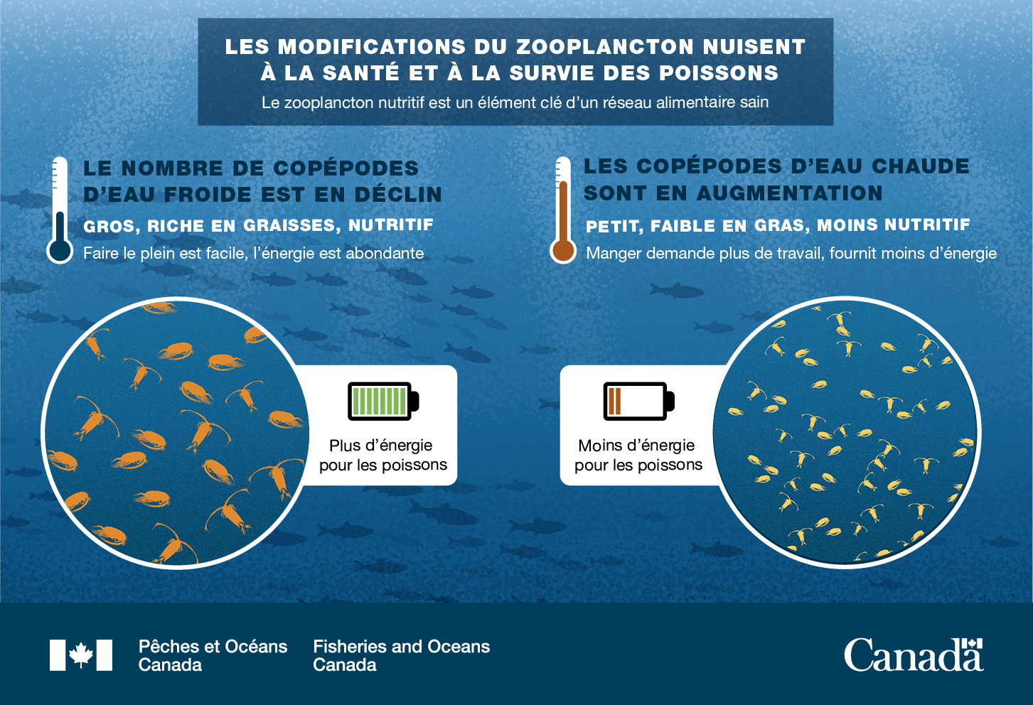 Infographie : Les modifications du zooplancton nuisent à la santé et à la survie des poissons