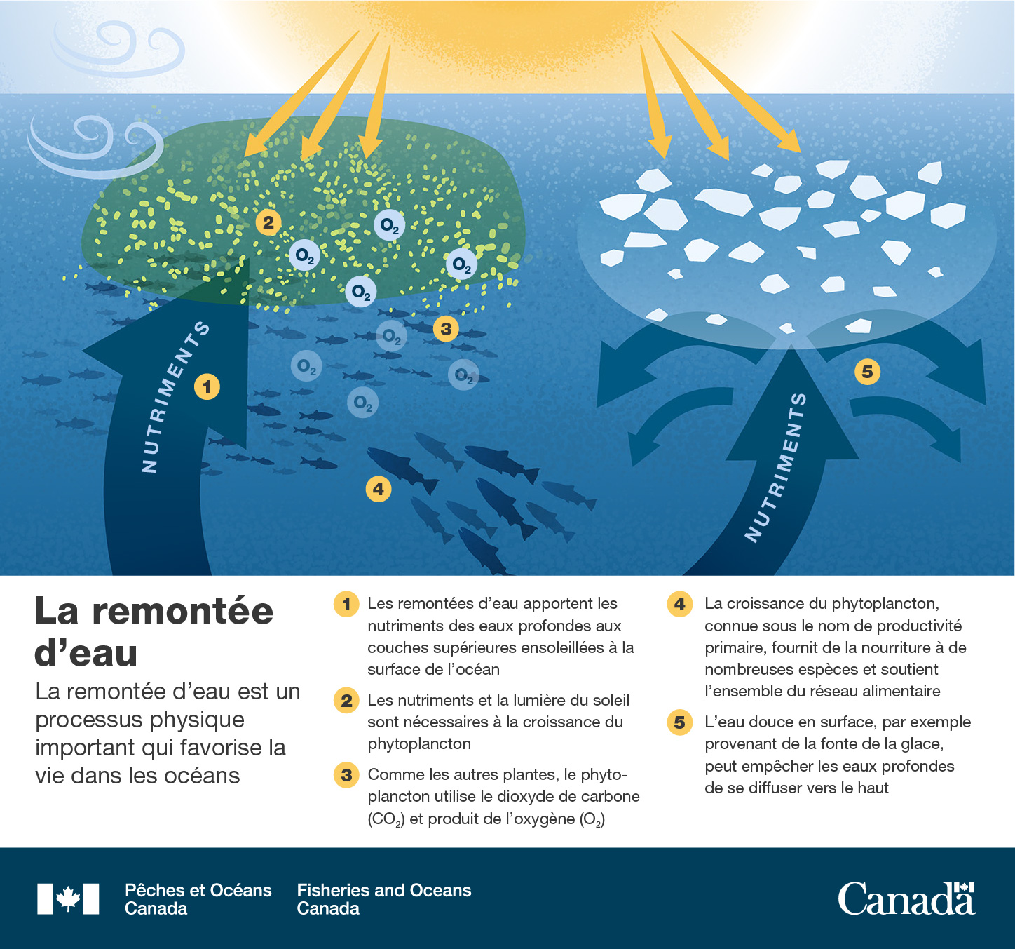 Infographie : La remontée d'eau