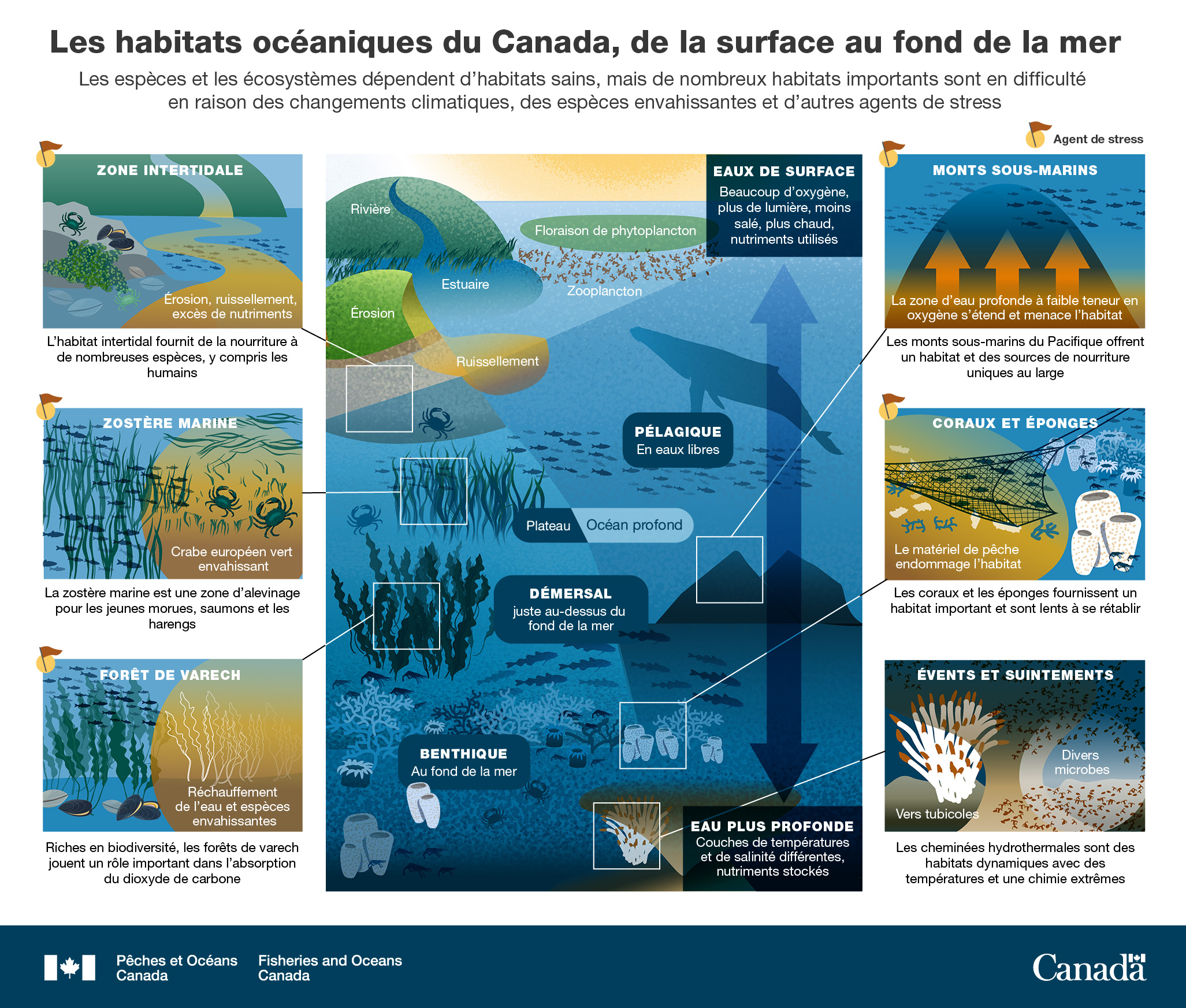 Infographie : Les habitats océaniques du Canada, de la surface au fond de la mer