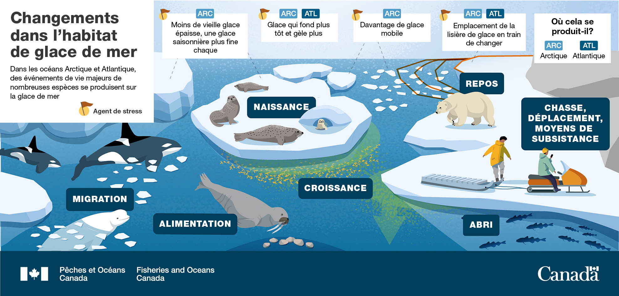 Infographie : Changements dans l'habitat de glace de mer