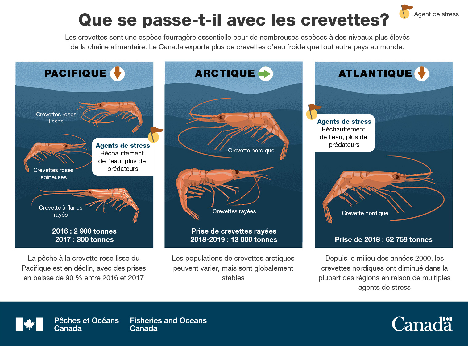 Infographie : Que se passe-t-il avec les crevettes?