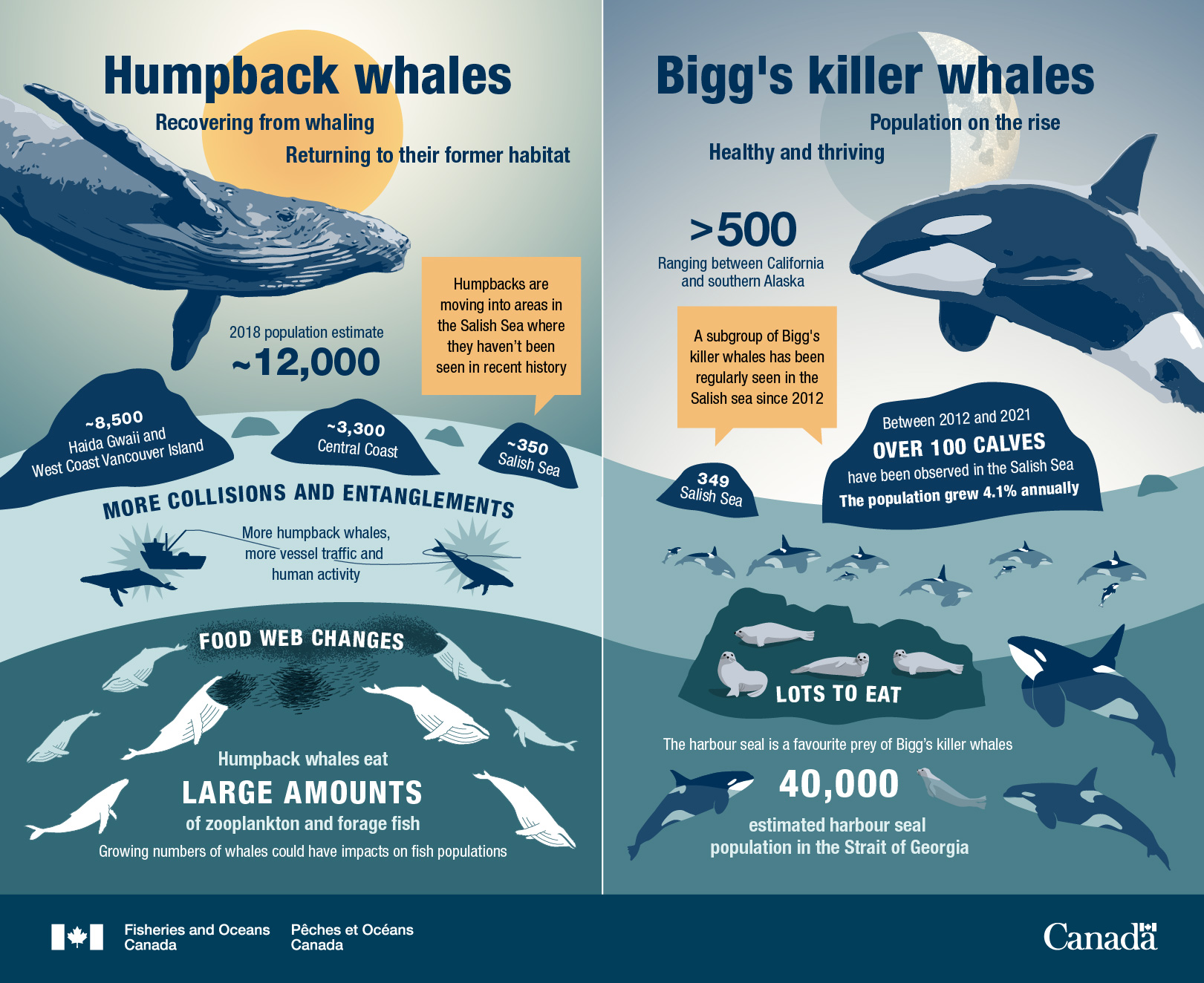 Humpback whales recovering, Bigg’s whales on the rise