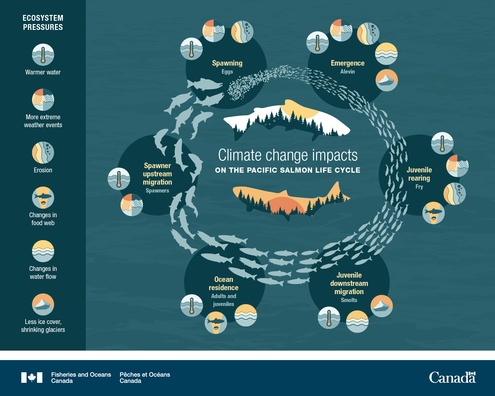 Infographic: Climate change impacts on the Pacific salmon life cycle