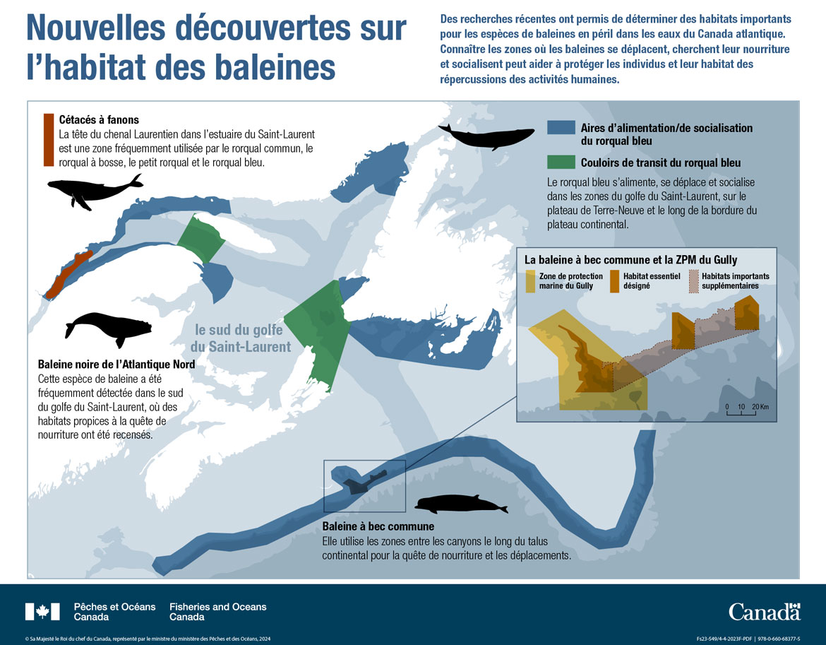 Les océans du Canada maintenant : Écosystèmes de l’Atlantique, 2022 - Où vont les baleines au Canada atlantique?