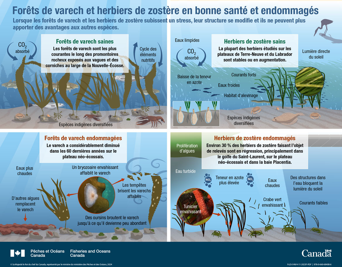 Infographie : Forêts de varech et herbiers de zostère en bonne santé et endommagés