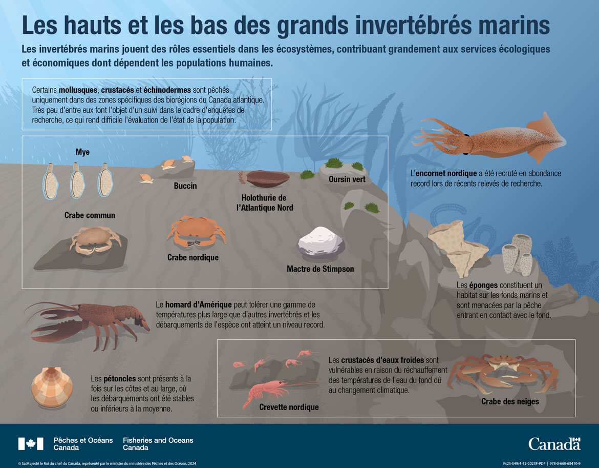 Les océans du Canada maintenant : Écosystèmes de l’Atlantique, 2022 - Les hauts et les bas des grands invertébrés marins