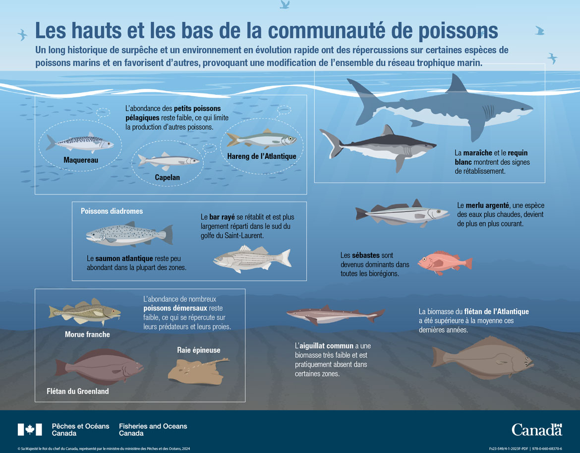 Les océans du Canada maintenant : Écosystèmes de l’Atlantique, 2022 - Les hauts et les bas des poissons marins et diadromes