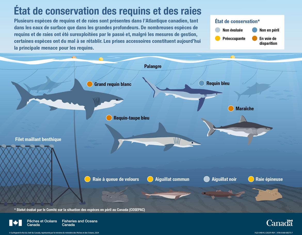 Les océans du Canada maintenant : Écosystèmes de l’Atlantique, 2022 - État de conservation des requins et des raies