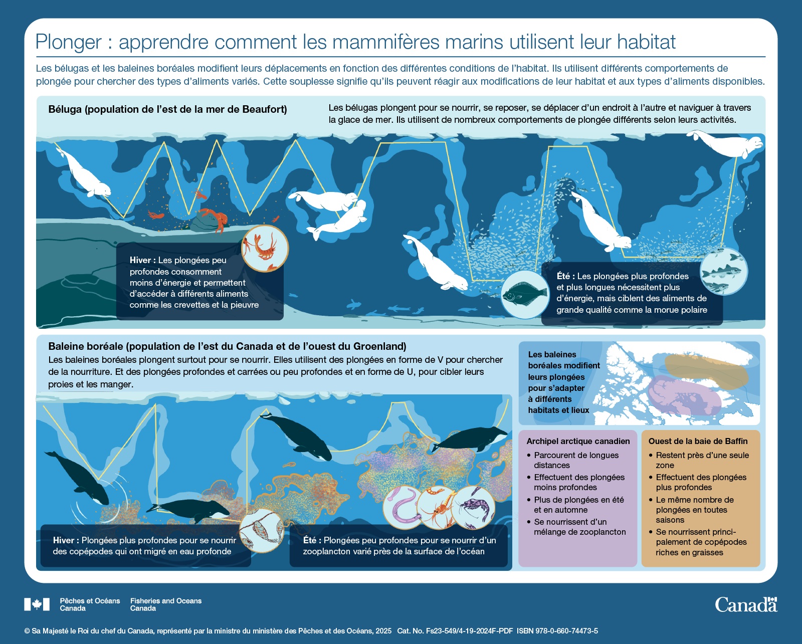 Les océans du Canada maintenant : Écosystèmes de l’Arctique, 2023 -Plonger : apprendre comment les mammifères marins utilisent leur habitat