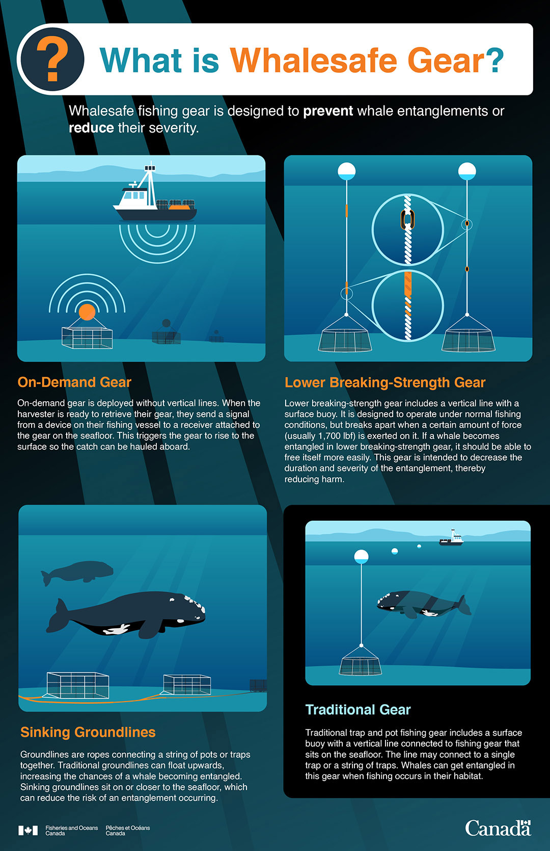 Infographic: What is Whalesafe Gear?