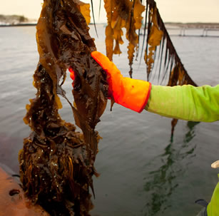 Atlantic kelp (Saccharina longicruris)