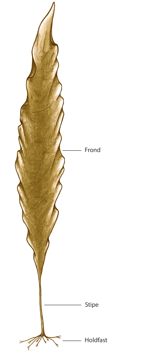 Figure 2. Illustration of Atlantic Kelp (Saccharina longicruris) showing the frond, stipe and holdfast.