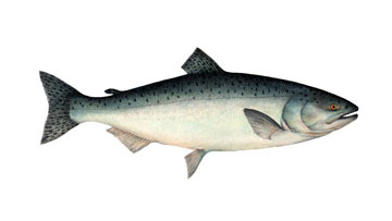 Illustration of farmed salmon