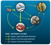 This simple illustration depicts the Integrated Multi-Trophic Aquaculture (IMTA) nutrient cycling. The organic particulate nutrients coming from finfish feed and byproducts are shown flowing from the fish food and salmon (represented by green arrows) towards California Sea Cucumbers (IMTA deposit feeder component) and Blue Mussels (IMTA filter feeder component) who ingest and convert those nutrients. Green arrows also point from the Blue Mussels and the fish food towards the California Sea Cucumbers for nutrient extraction. The inorganic dissolved nutrients coming primarily from the finfish or Salmon are represented by dotted orange arrows towards kelp (IMTA seaweed component) for nutrient uptake.