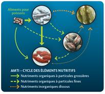 Cette illustration simple montre le cycle des nutriments d'un système d'aquaculture multitrophique intégrée. On y voit le cheminement des nutriments organiques à particules provenant de la nourriture et des sous-produits de poisson, de la nourriture pour poisson et du saumon (représentés par des flèches vertes) jusqu'aux holothuries du Pacifique (organismes limivores du système d'AMTI) et aux moules bleues (organismes filtreurs) qui ingèrent et convertissent ces nutriments. L'extraction des nutriments est illustrée par des flèches vertes qui partent des moules bleues et de la nourriture pour poisson et pointent vers les holothuries du Pacifique. Les nutriments inorganiques dissous qui proviennent principalement des poissons ou du saumon sont représentés par des flèches pointillées orange menant vers le varech (algues marines du système d'AMTI) pour ce qui est de l'absorption des nutriments.