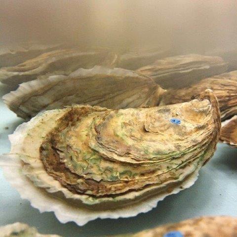 Broodstock oyster in conditioning tank