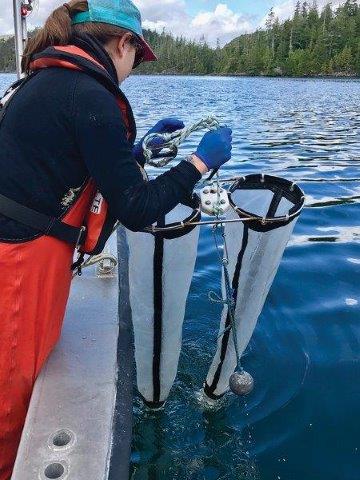Collecting plankton samples for eDNA analysis