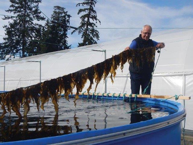 Dr. Stephen Cross holds up a line of sugar kelp
