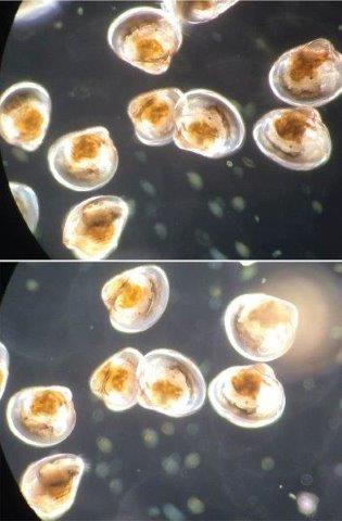 Eastern Oyster larvae with eye spot
