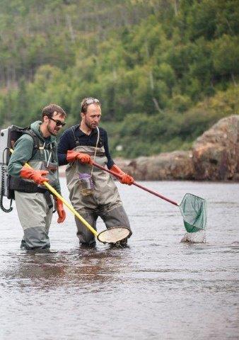 electrofishing for juvenile Atlantic salmon