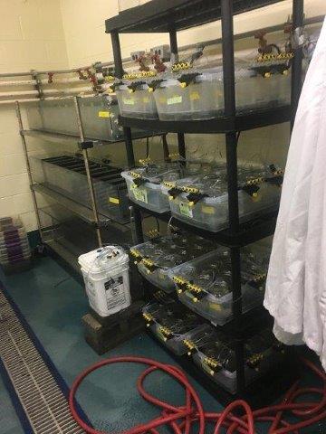 exposure tanks for amphipods