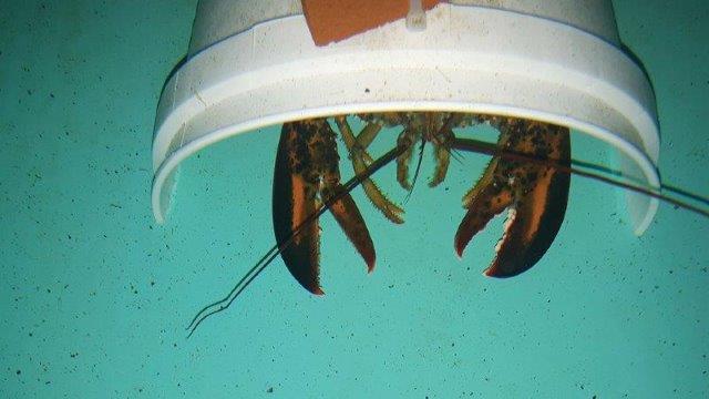 Female lobster in its mesocosm