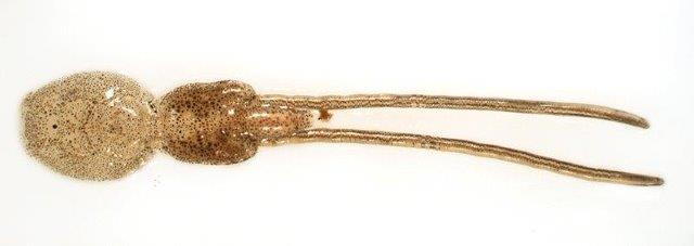 Female salmon sea louse with egg strings