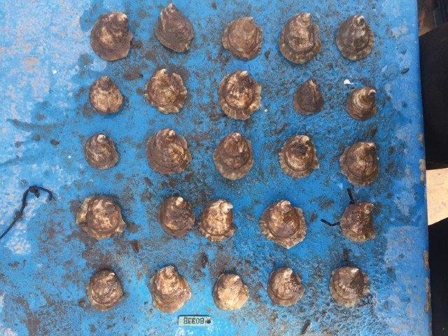 Oyster family being evaluated in St-Simon Bay