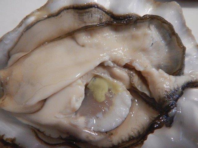 Oyster up close