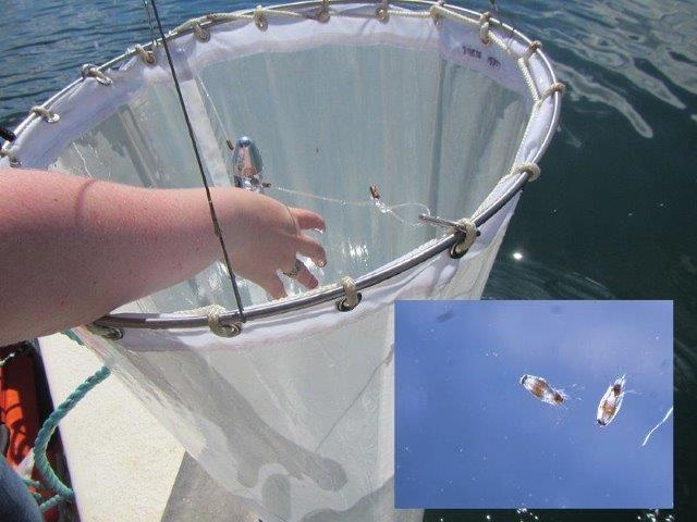 plankton net used to sample larval sea lice