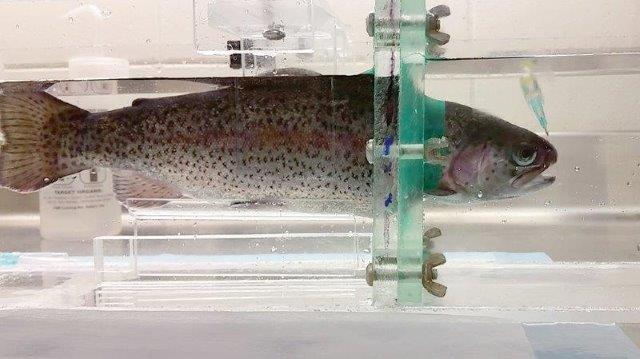 immobilized rainbow trout that is deficient in phosphorus