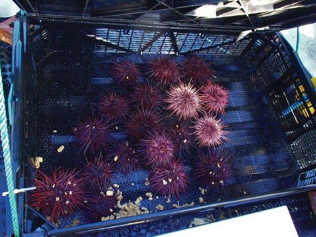 Red sea urchins in a tray