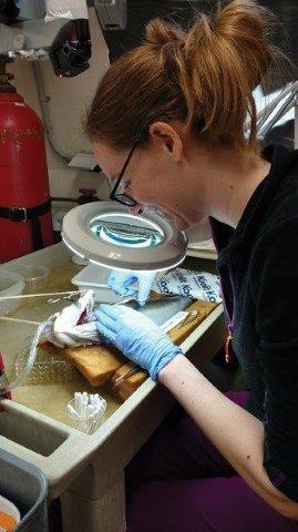 Graduate (M.Sc.) student Robin Leeuwis performing surgery on a Sablefish
